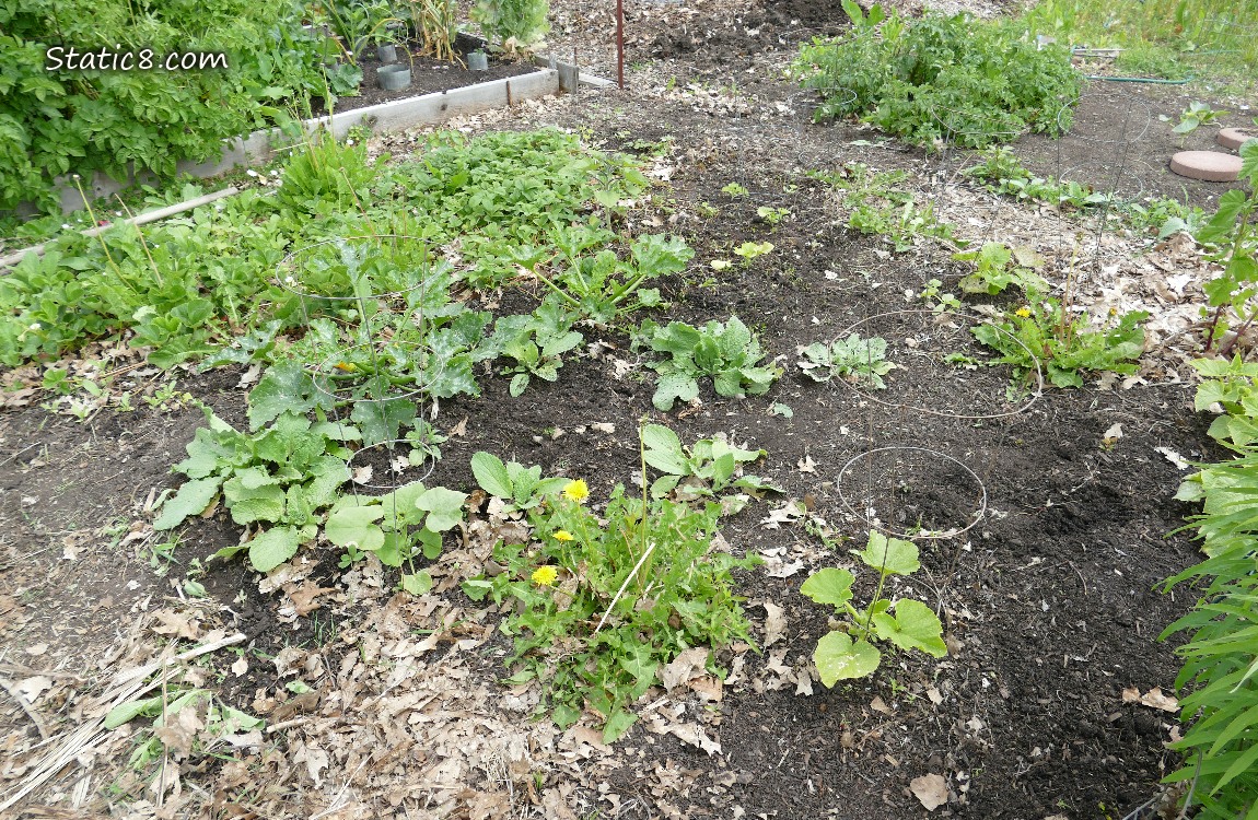 Garden plot squash patch
