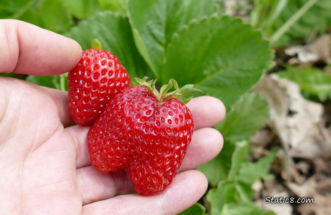 Picked strawberry fruits held by a hand