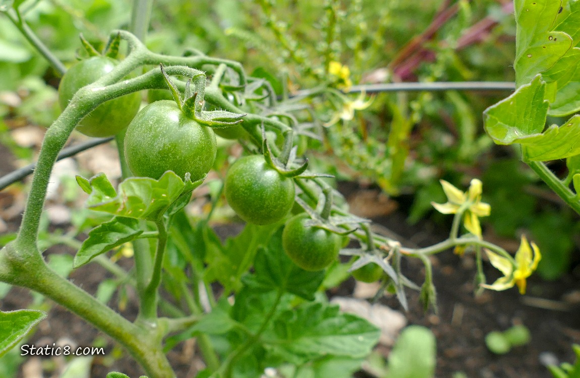 Green cherry tomatoes growing on the plant