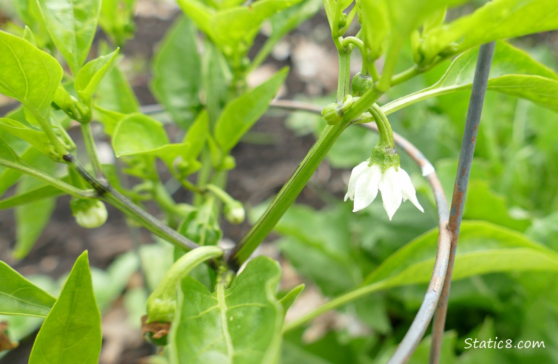Pepper plant bloom hanging down from the plant