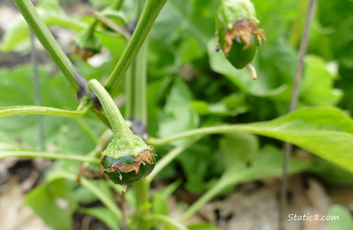 two Pepper fruits hanging from the plant