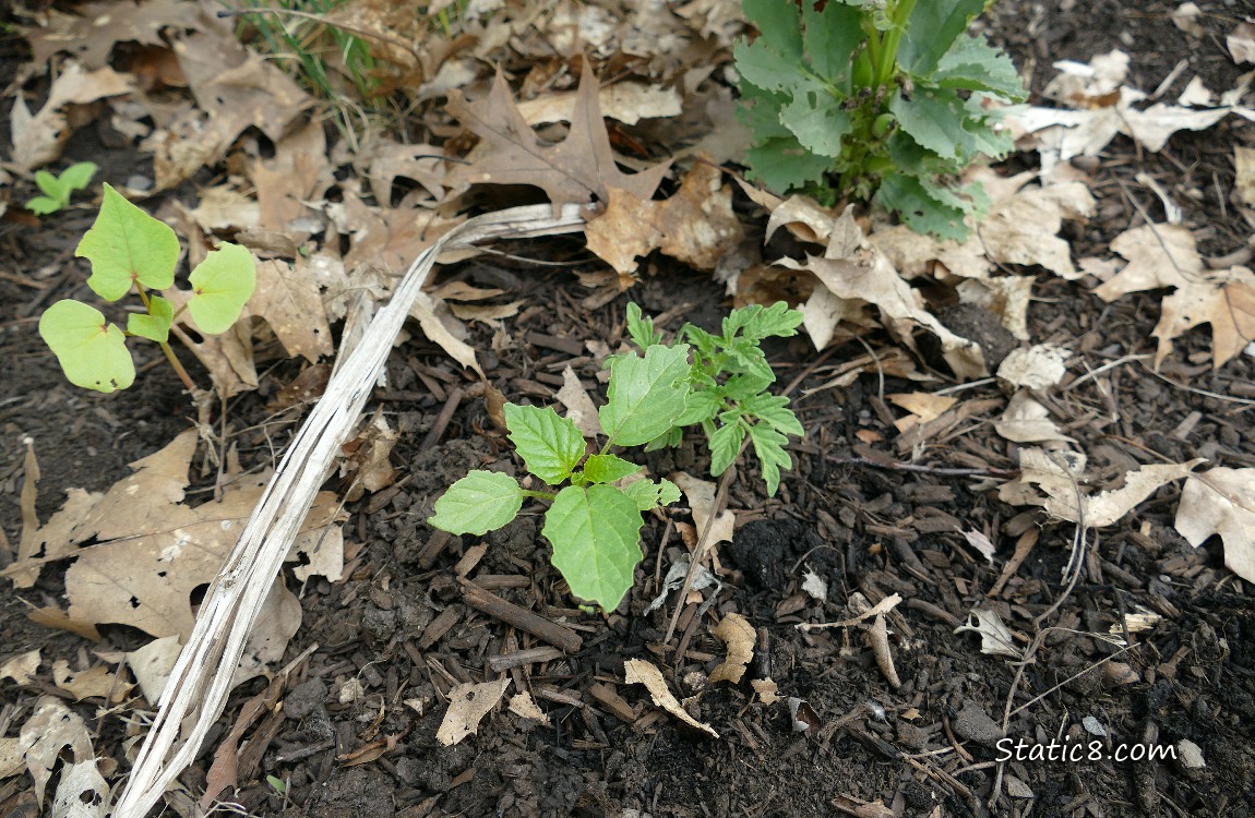 Seedlings growing in the dirt