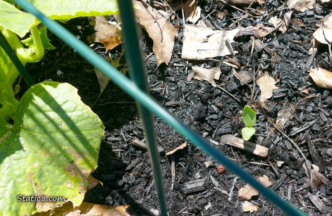 Seedling growing in the dirt