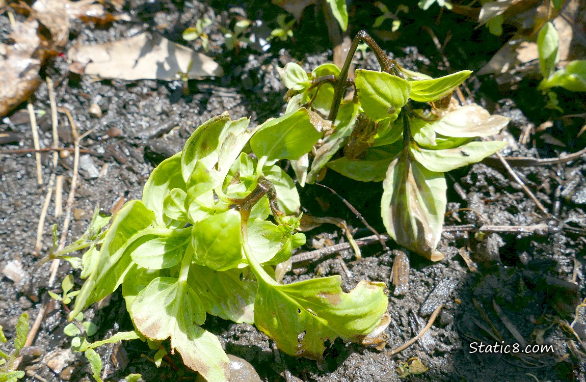 Dead Basil seedlings