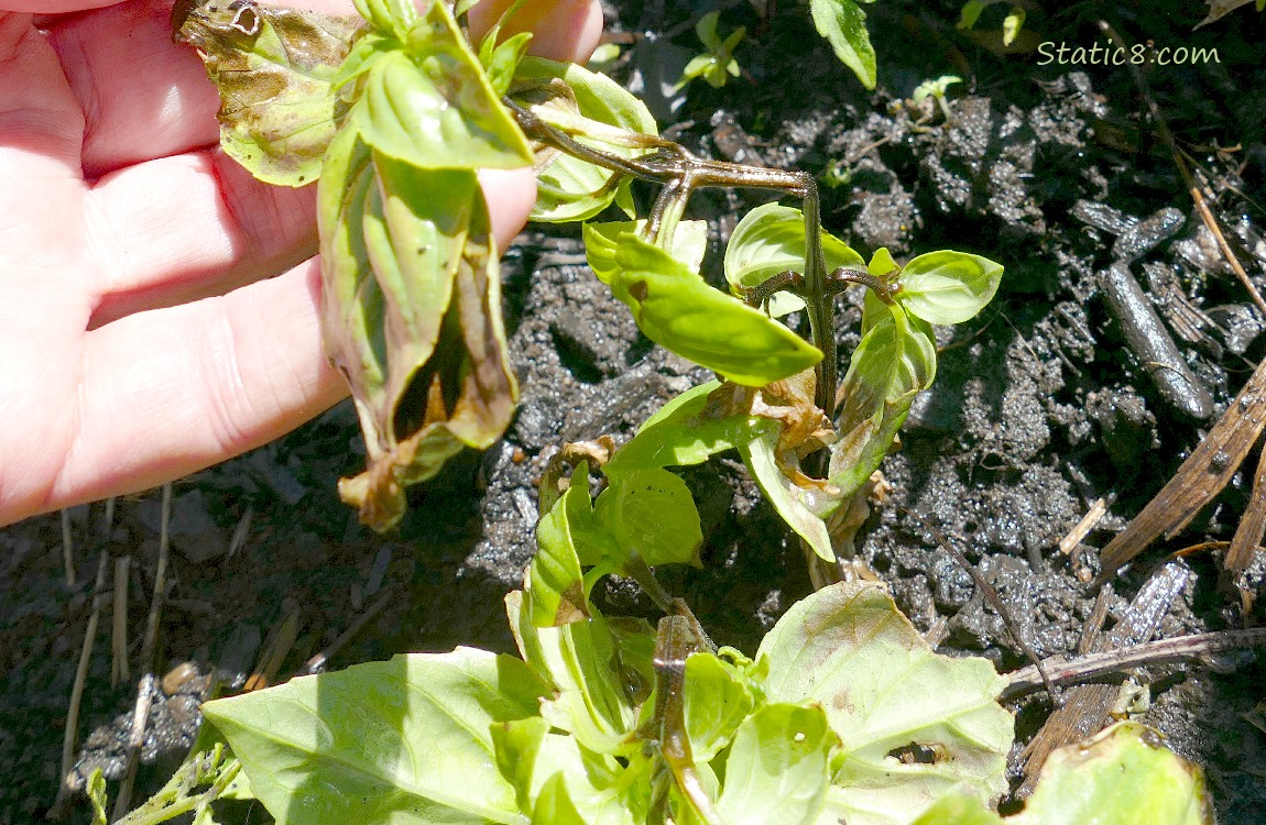 hand holding up the leaves of a dead basil