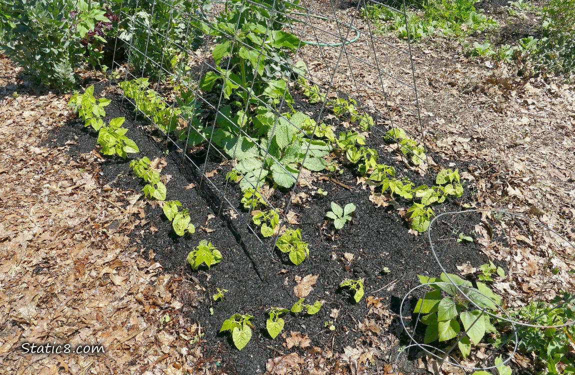Bean seedlings growing in the dirt under a wire trellis