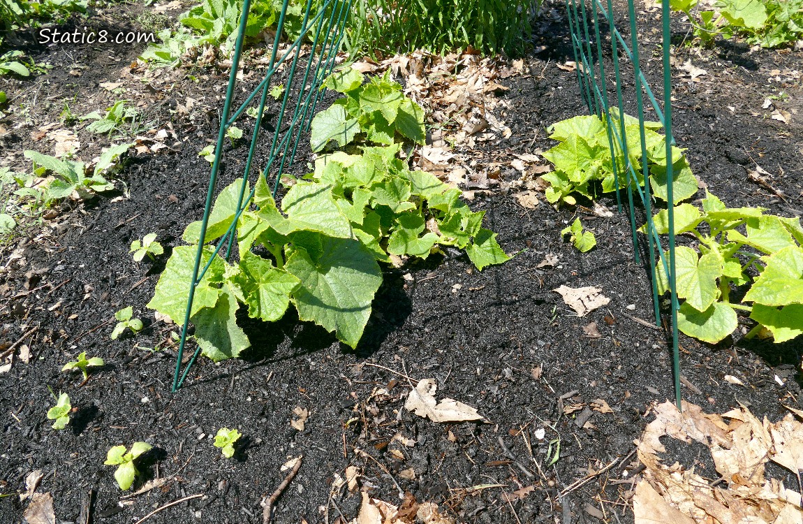 Cucumber seedlings growing in the dirt under a wire trellis