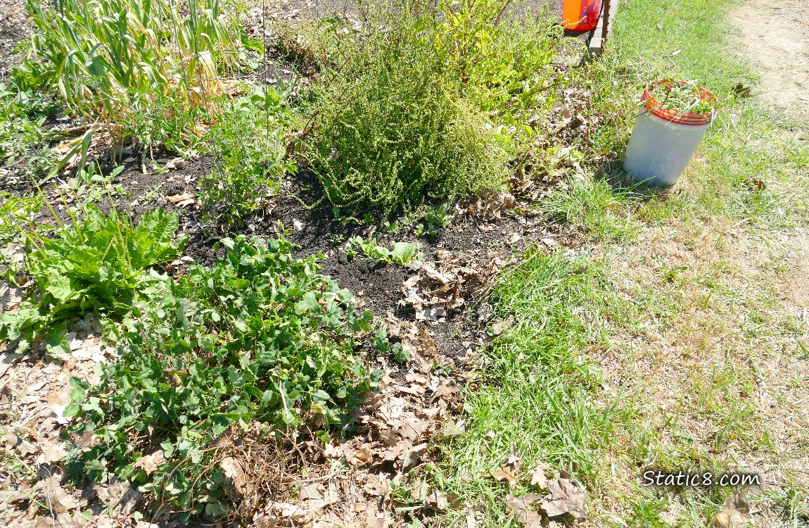 garden plot