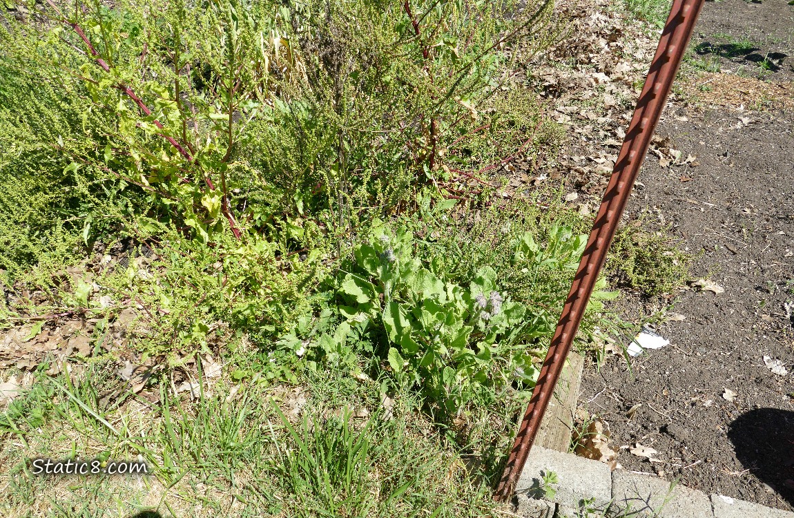 Garden Plot