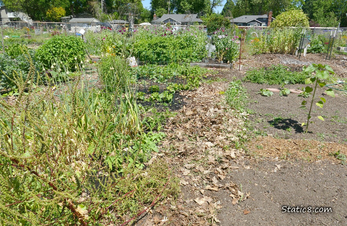Garden plot