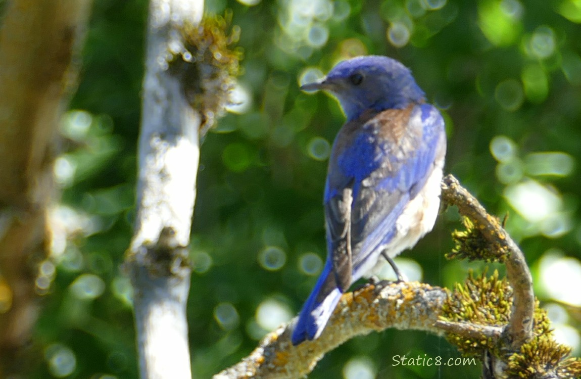 Bluebird standing on a mossy branch