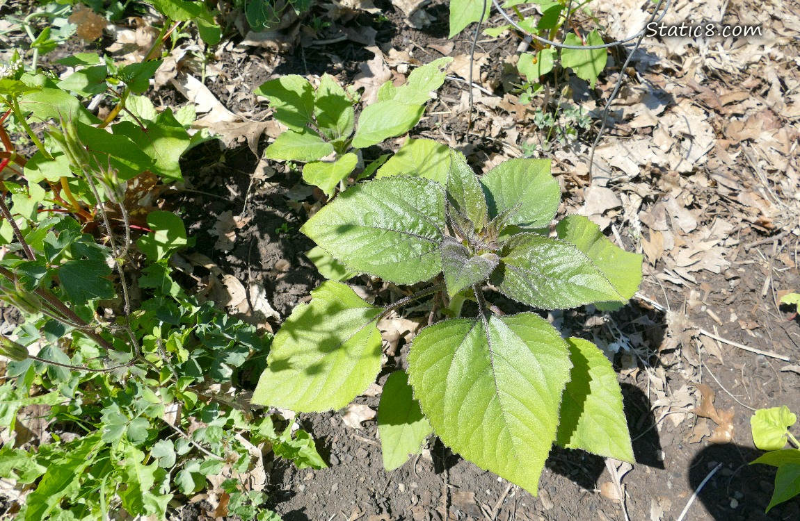Looking down at a sunflower plant growing in the dirt