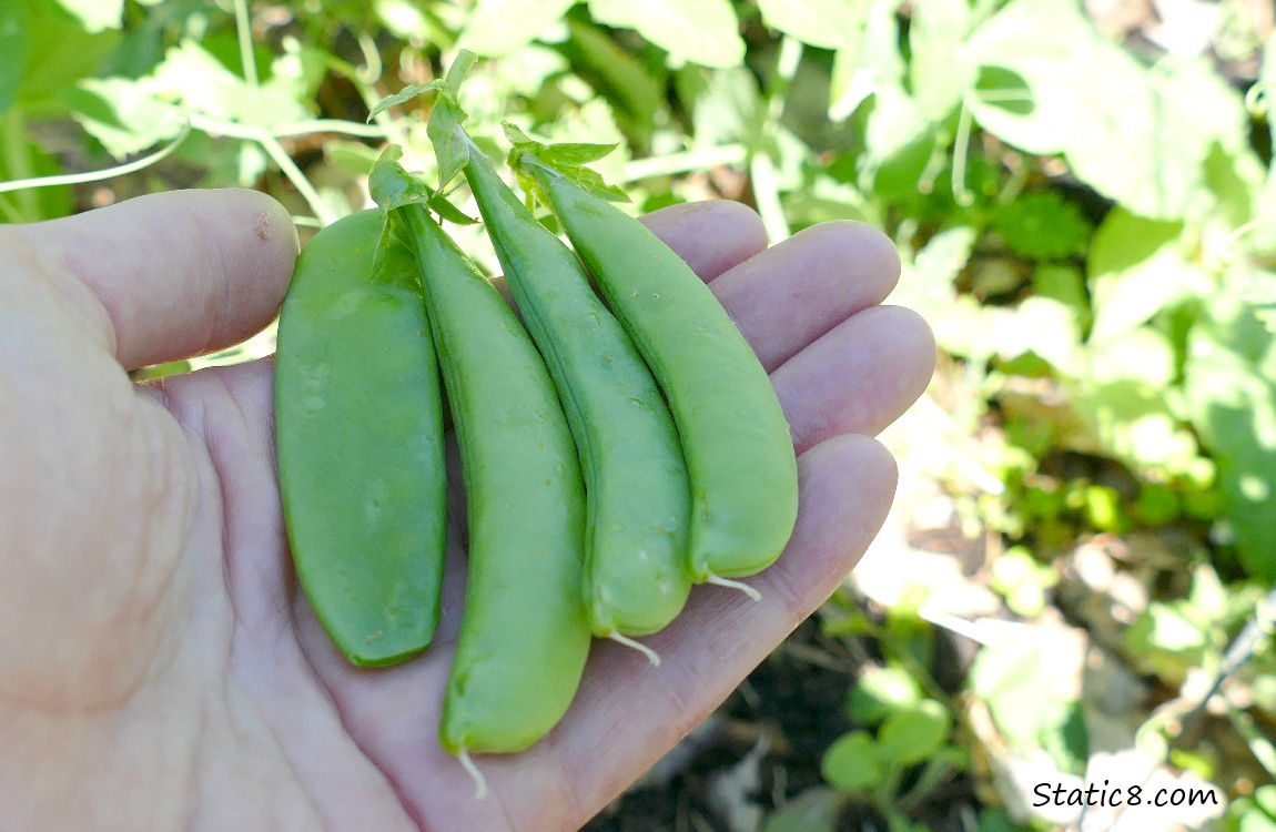 hand holding pea pods