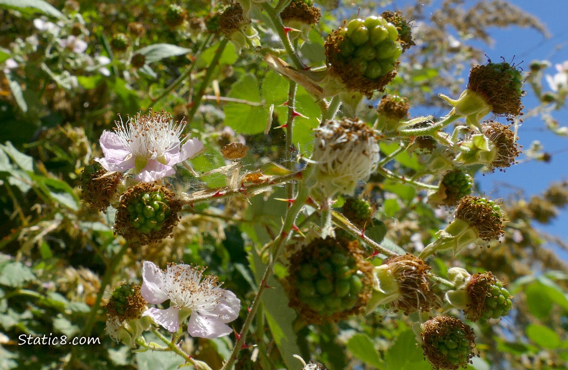 Small, green blackberry fruits, growing on the vine