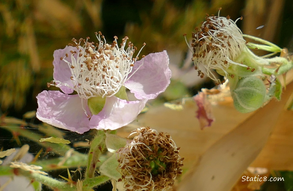 Blackberry blossoms