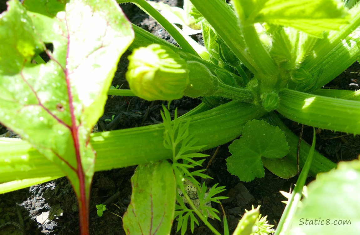 green fruit forming under a squash plants leaves