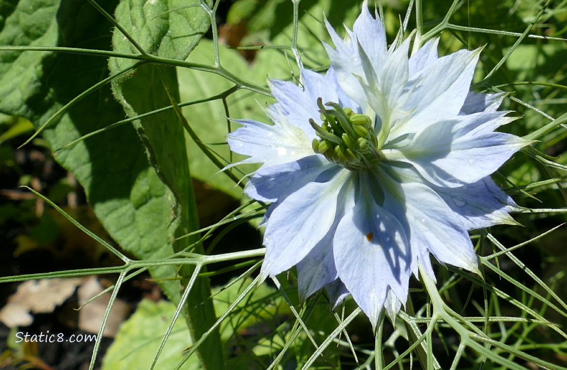 Light blue Love Mist bloom