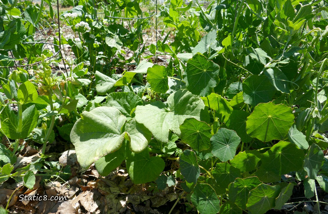 Squash plant next to a Nasturtium, surrounded by pea plants