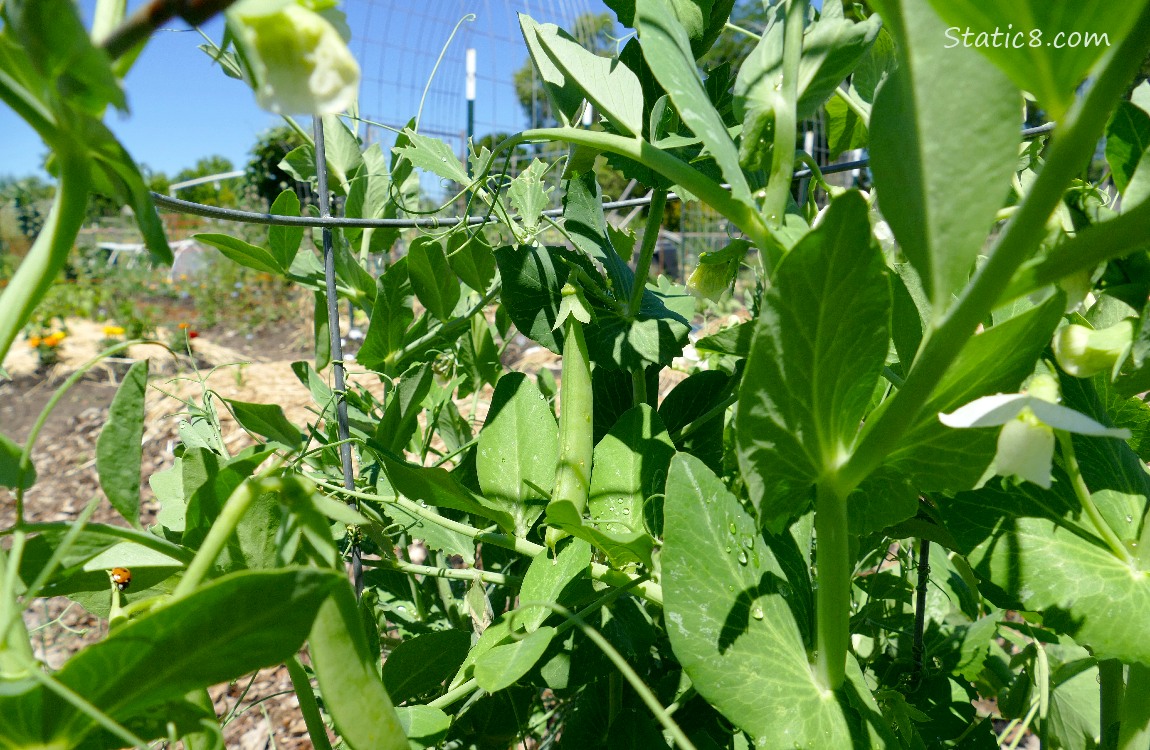 Pea plants with blossoms and pea pods