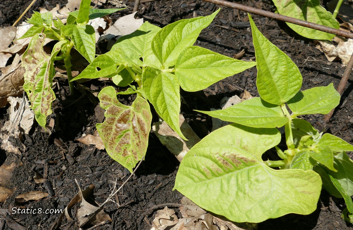 Bean seedlings growing in the dirt, with red patches on the leaves