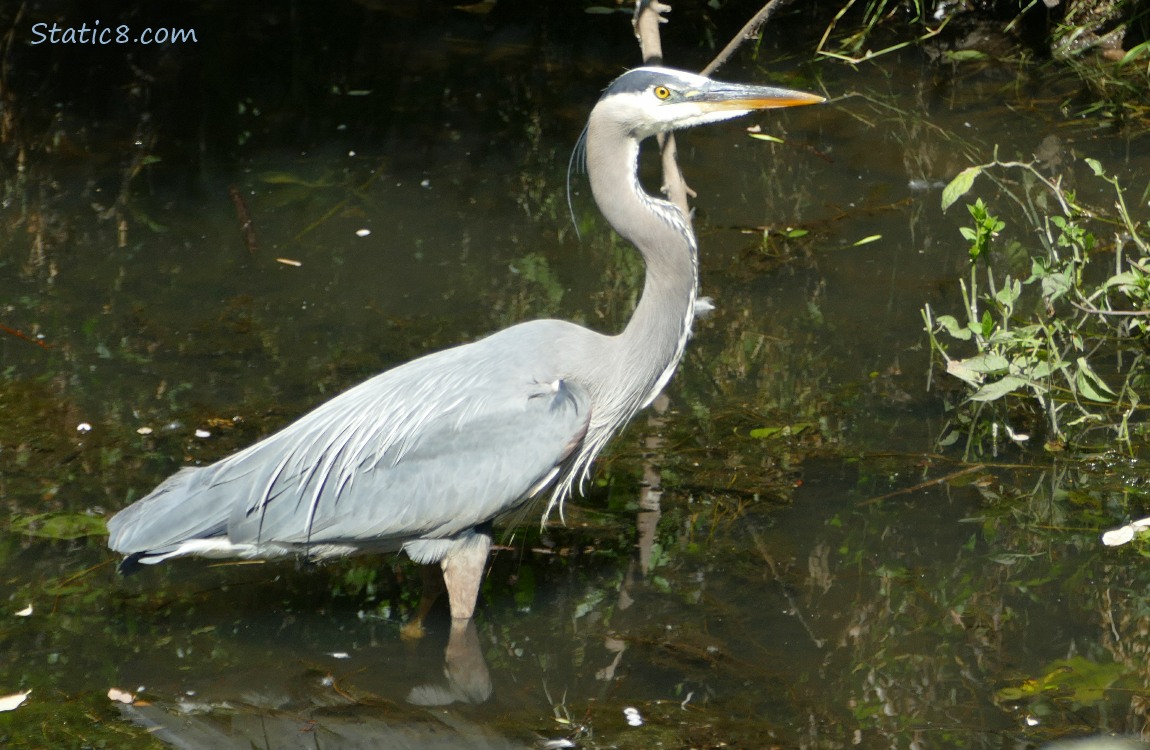 Great Blue Heron Walking in shallow water