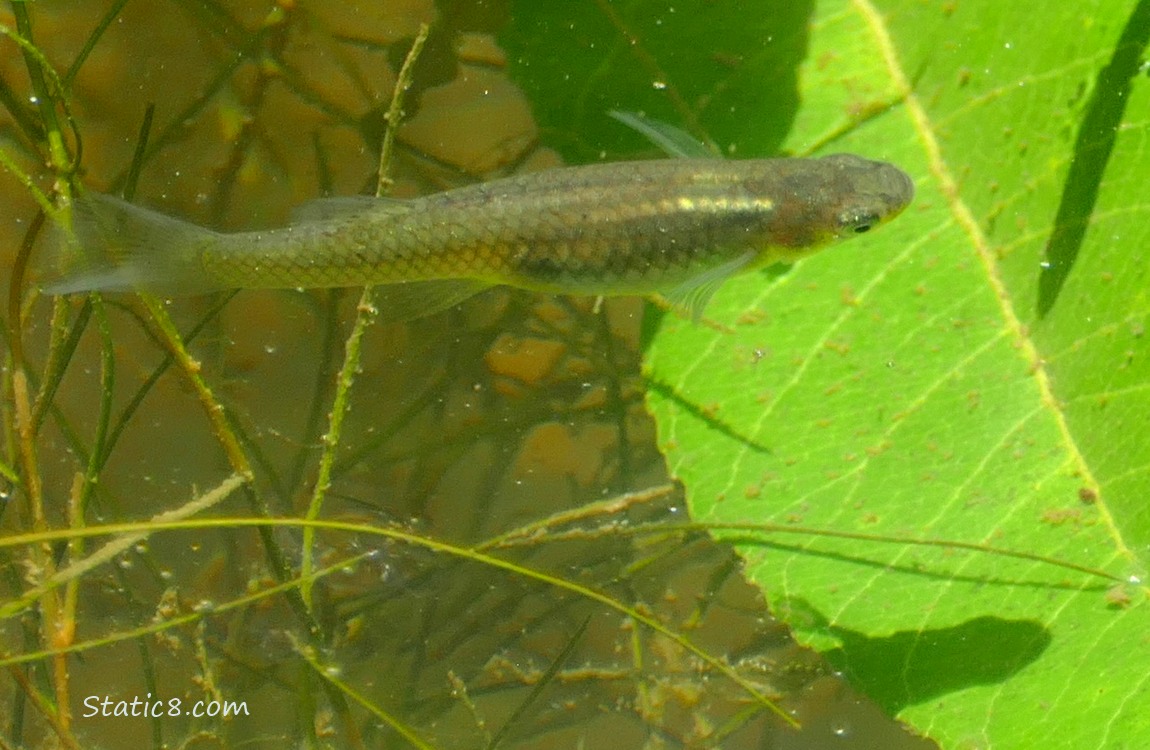 Minnow swimming in the water next to a green leaf
