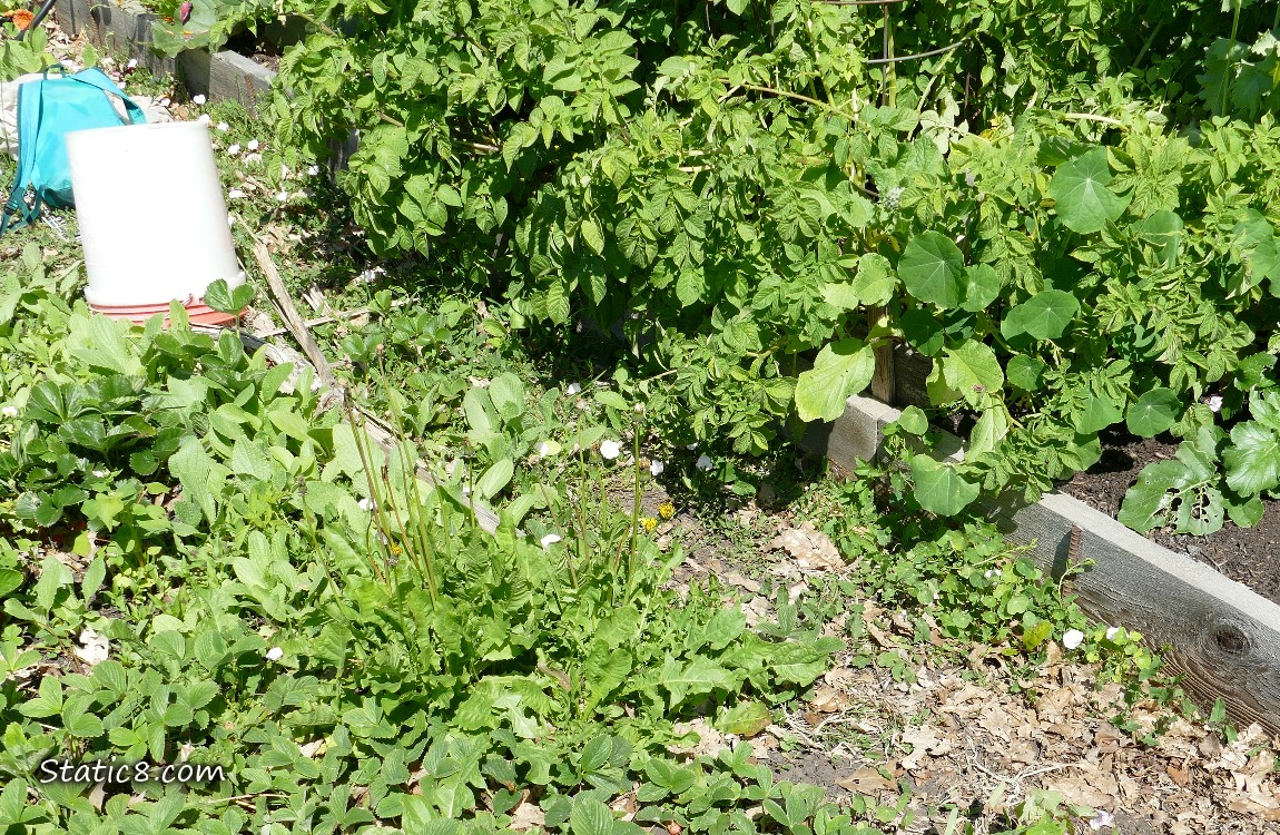 Garden plot