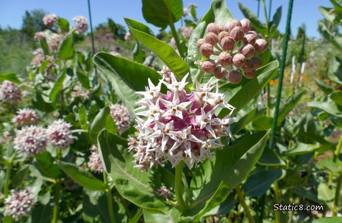 Showy Milkweed blooms