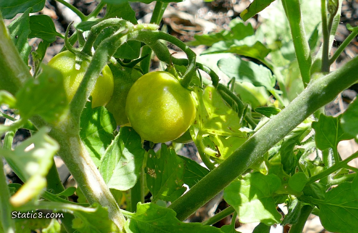Cherry tomatoes ripening on the vine