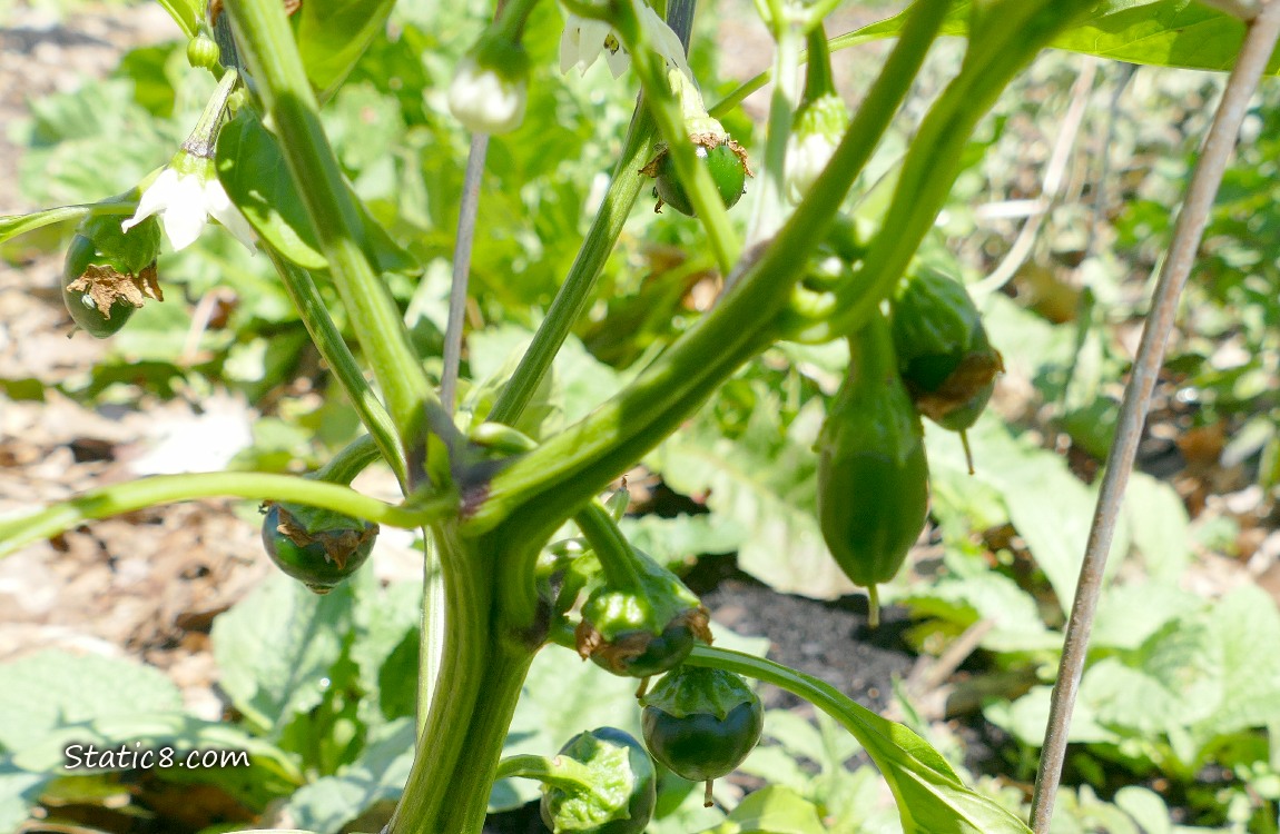 small green pepper fruits growing on the plant