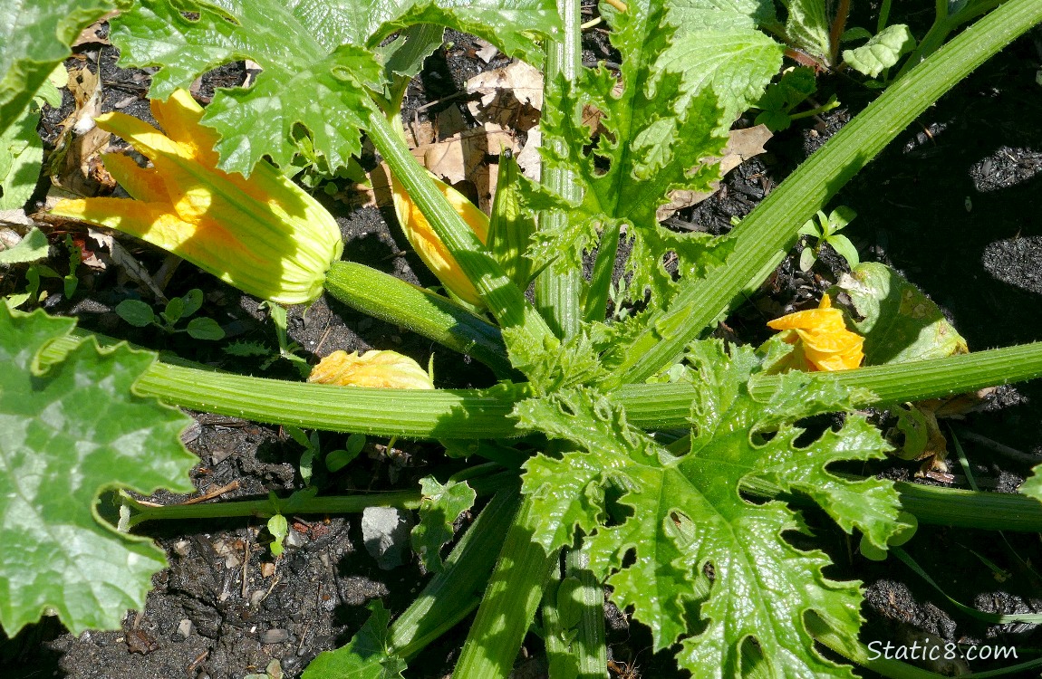 Looking down at a zucchini plant with flowers and fruits