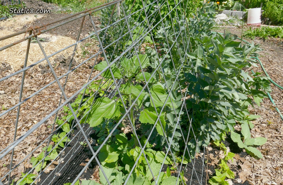 Sunflower growing under a wire trellis