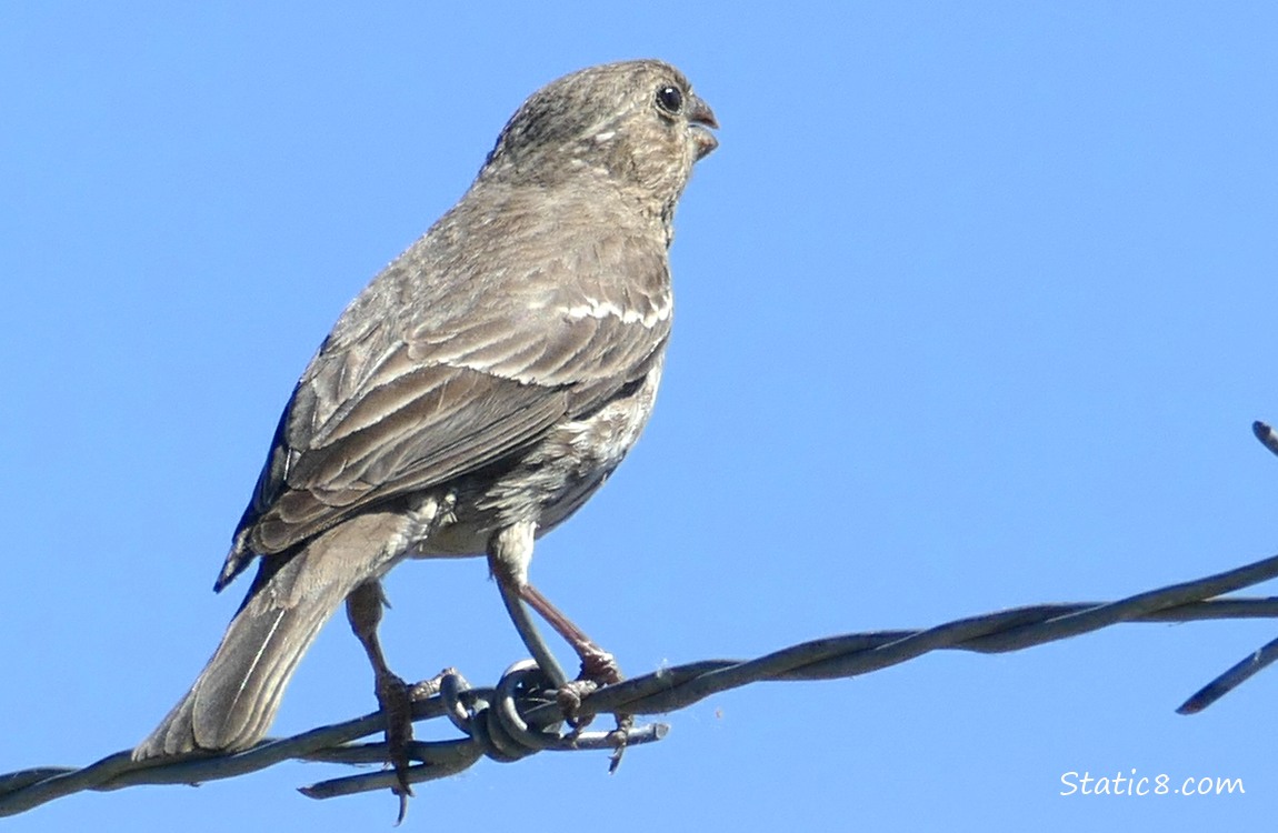Female House Finch standing on a wire