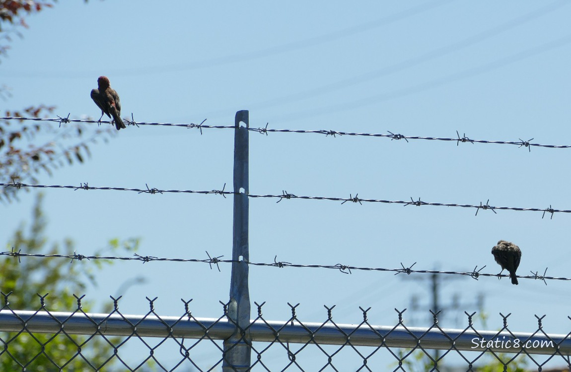 House Finches standing on a wire fence