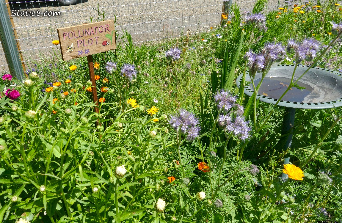 Painted wood sign, Pollinator Plot with different flowers
