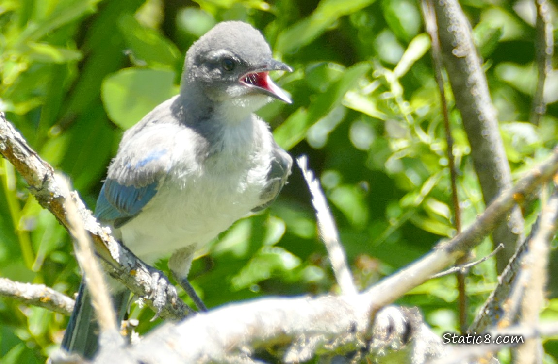 Scrub Jay fledgling standing on a branch