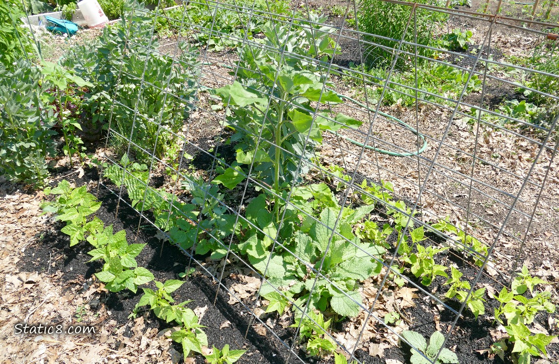 garden plot