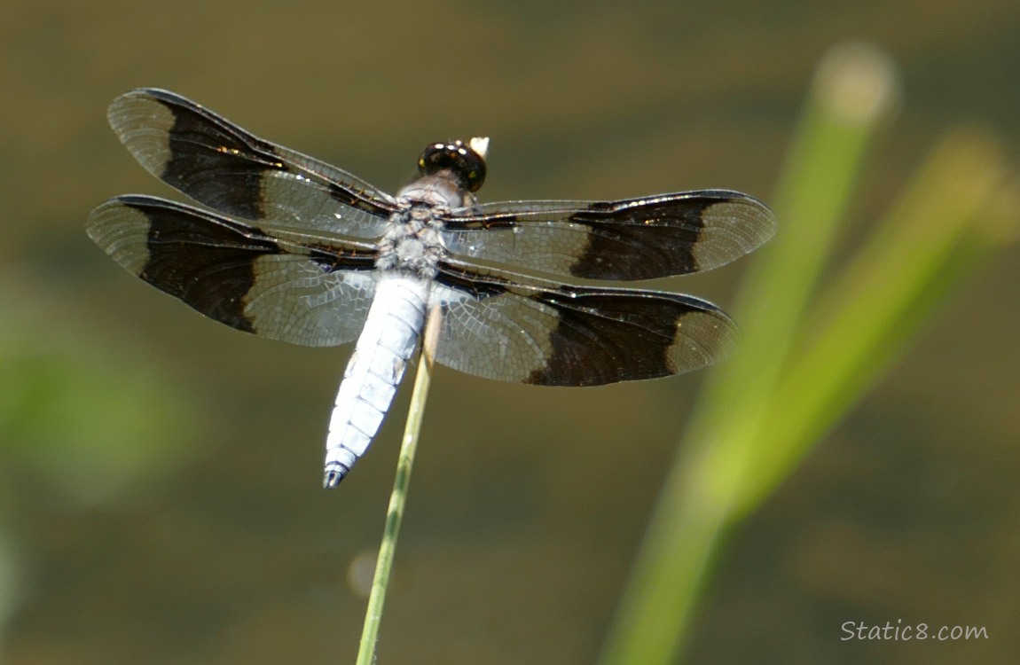 Dragonfly standing at the end of a twig