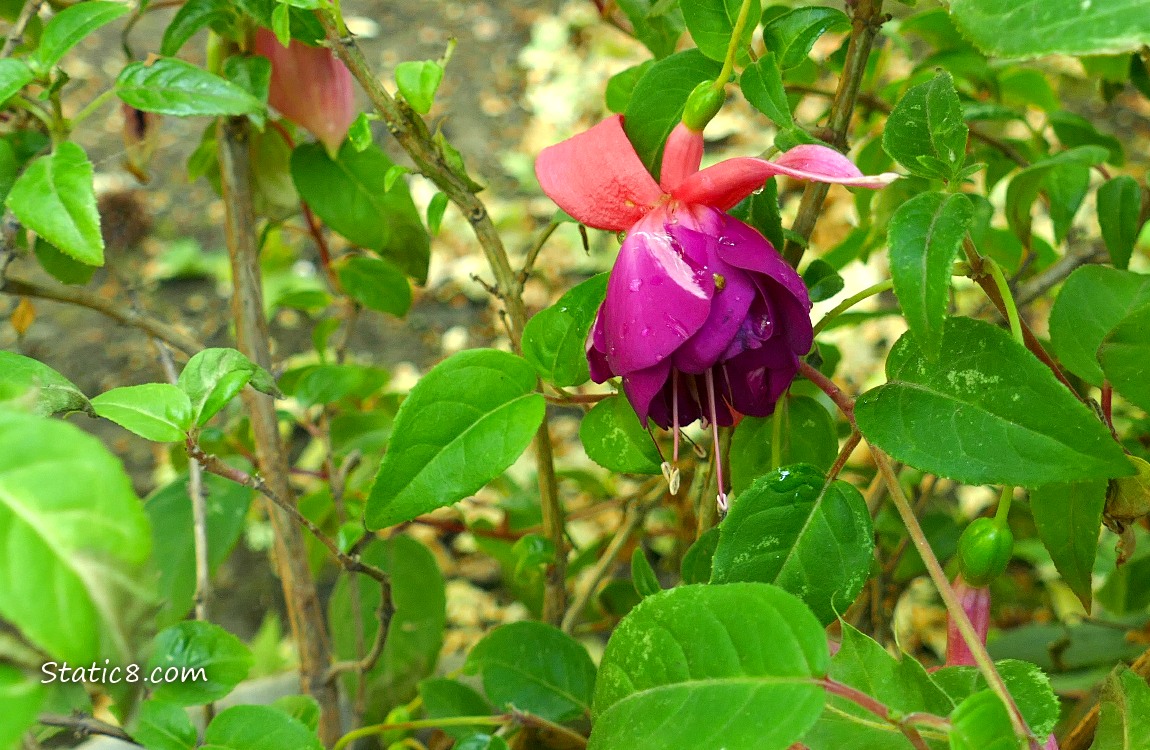 Fuchsia bloom hanging from the plant