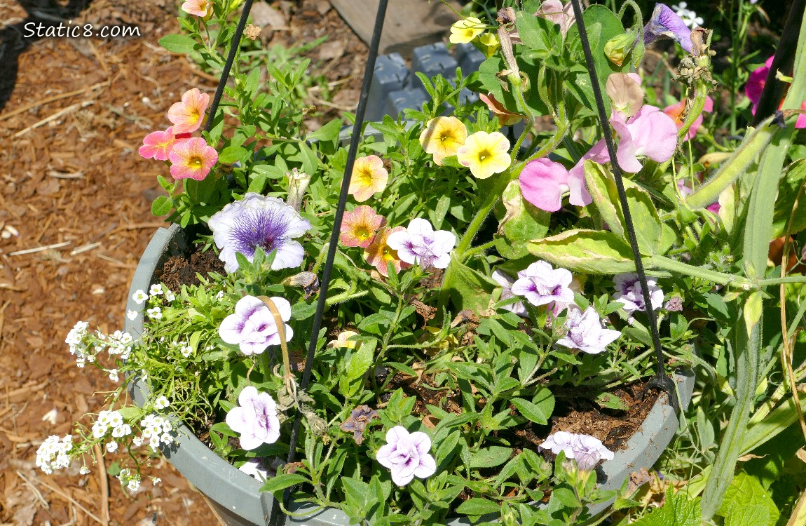 Flowers in a hanging basket