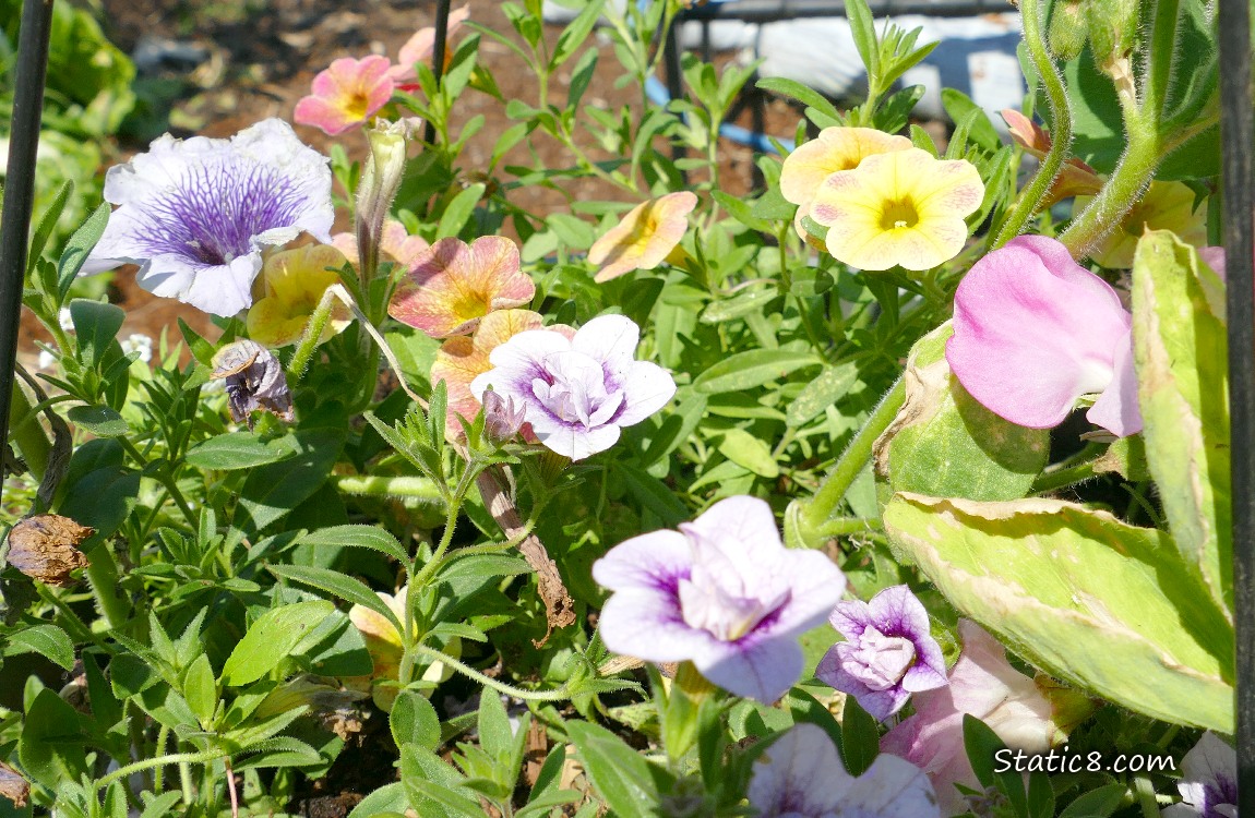 Flowers in a hanging basket