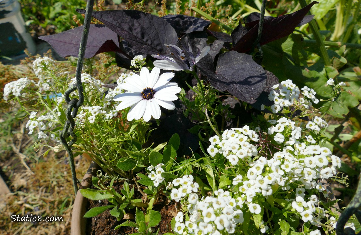 White flowers with a plant with dark purple leaves