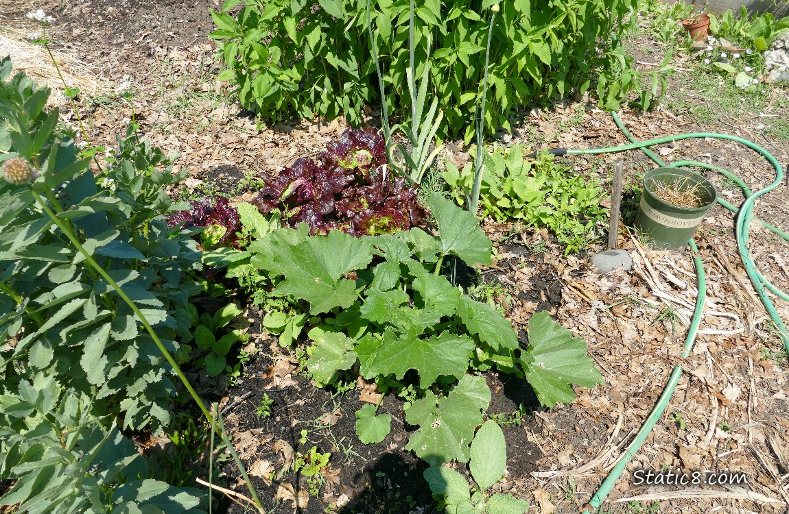 garden plot