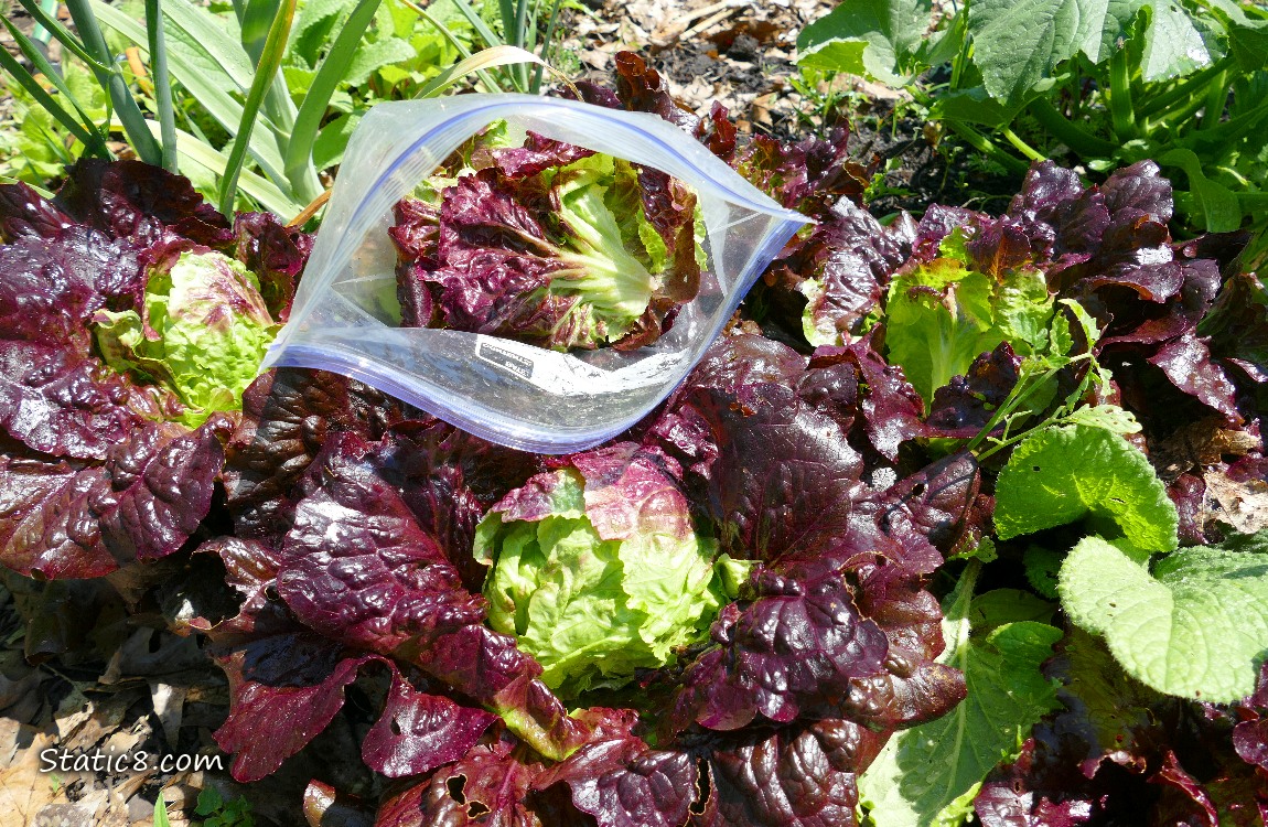 Lettuce plants and a ziplock bag full of harvested lettuce leaves