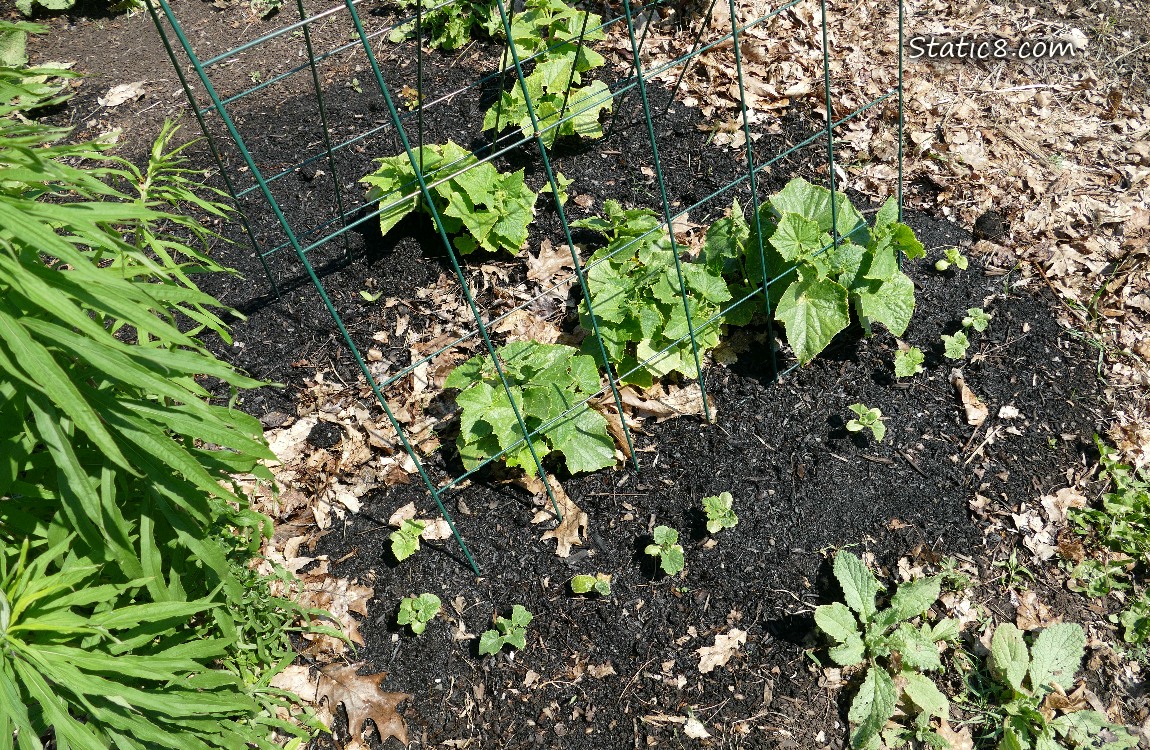 garden plot