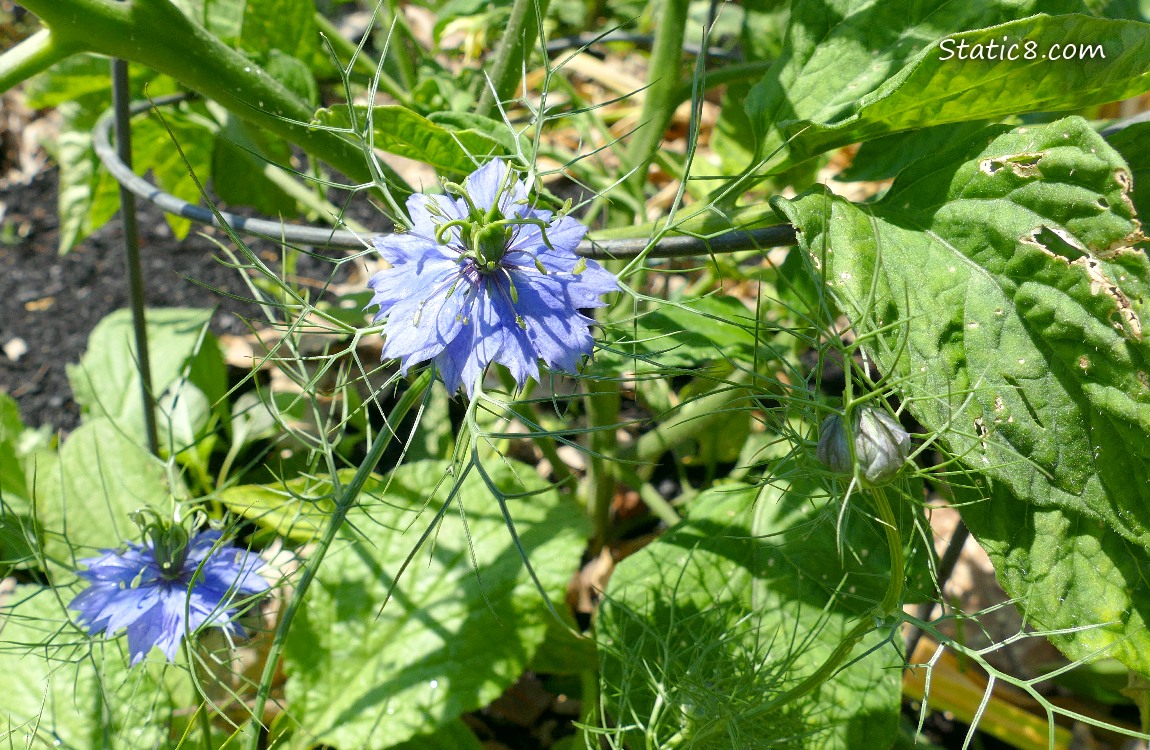Love Mist blooms 