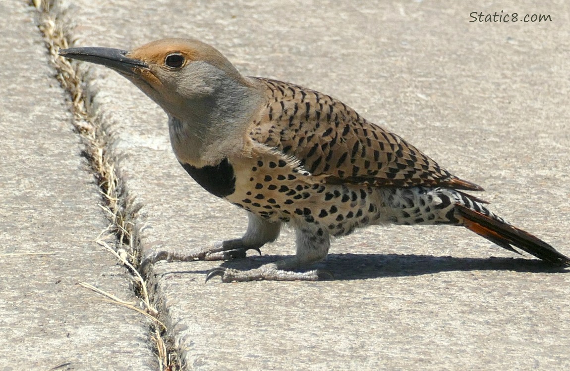 Flicker standing on the sidewalk
