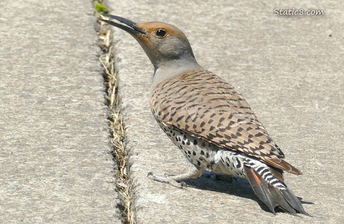 Flicker standing on the sidewalk