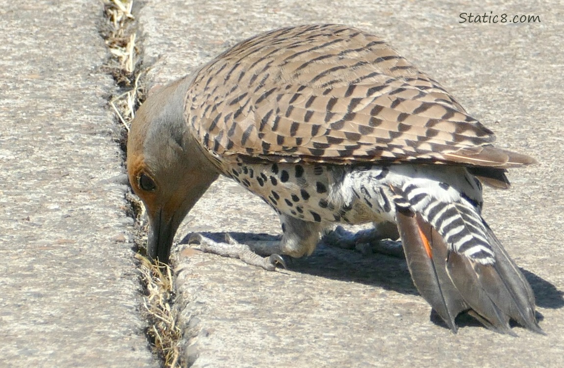 Flicker standing on the sidewalk, poking her beak into the crack