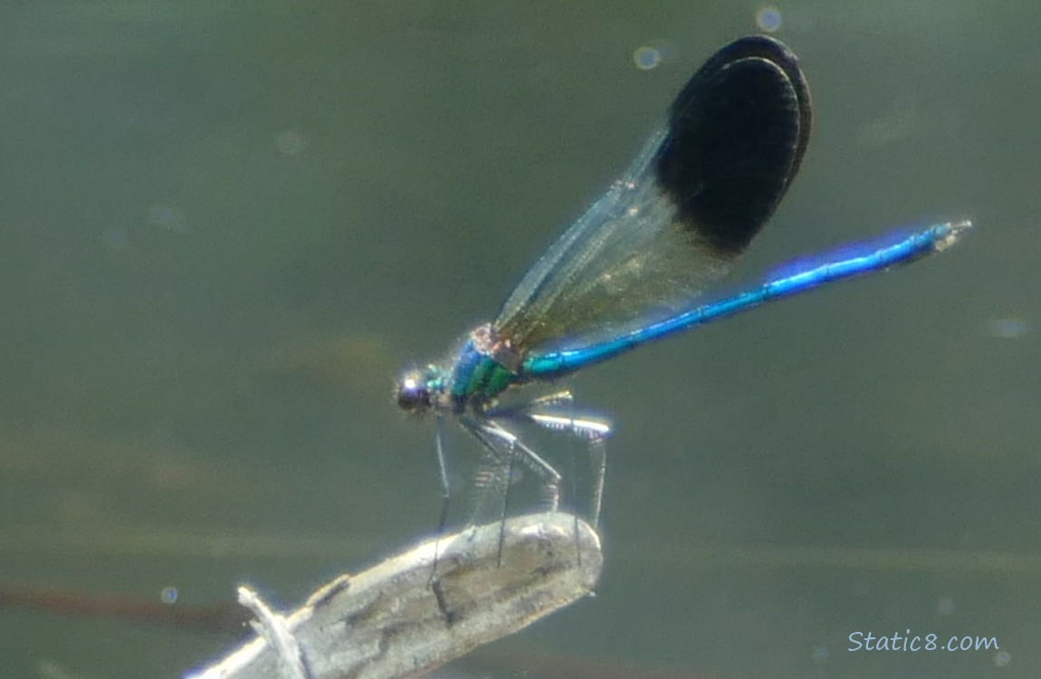 Damselfly standing on a twig